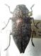 Dicerca sp. (17-12-16 Academia Toan).jpg
