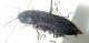 Lacon punctatus (14-5-93 Trevelez, Granada).jpg