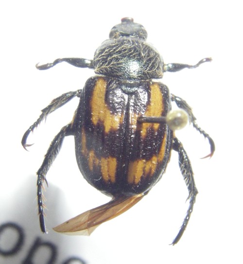 Anisoplia sp. (17-12-16 Academia Toan).jpg