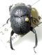 Gymnopleurus sp. (17-12-16 Academia Toan).jpg