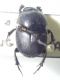 Onthophagus sp. (17-12-16 Academia Toan).jpg