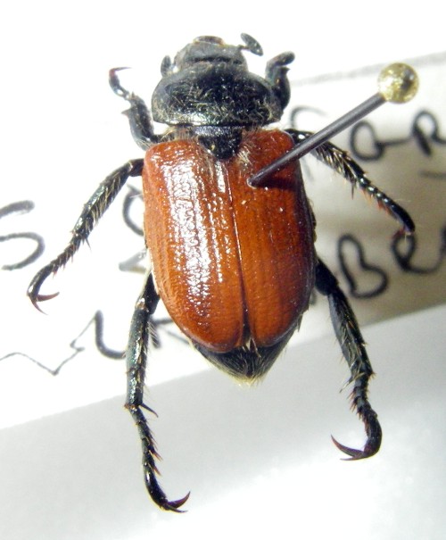 Anisoplia sp. 2 (17-12-16 Academia Toan).jpg