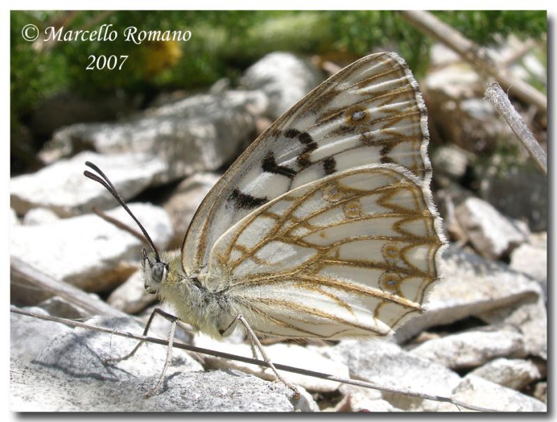 Melanargia pherusa, rovescio 01, Monte Busambra, 19 maggio 2007.jpg