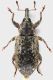 Curculionidae_Via_diSettebagni_14-XII-2016_5,5mm_grey.jpg