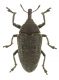 Larinus Greece small.jpg