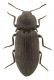 Selatosomus Greciapiccolo.jpg