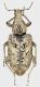 Curculionidae_Maccarese_23.XI-2016_15mm_grey.jpg