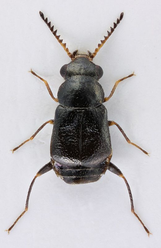 Malachidae_Arabia_dorsal.jpg