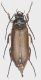 Cebrio_dubius_Maccarese_19-X-2016_17mm_grey.jpg