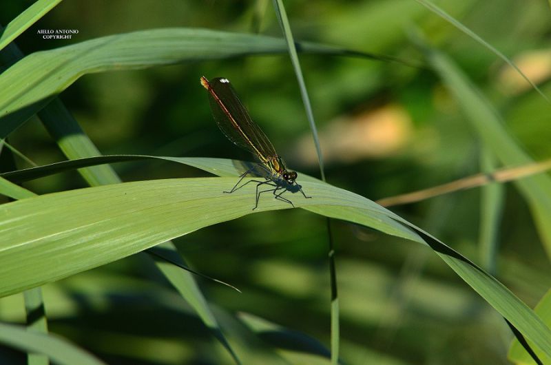 LIBELLULA 2 - Copia - Copia - Copia - Copia - Copia.jpg