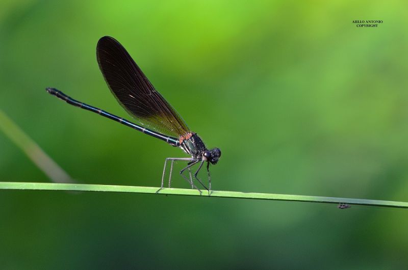 LIBELLULA 24 - Copia - Copia - Copia - Copia - Copia.jpg