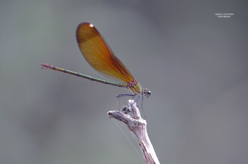 LIBELLULA 25 - Copia - Copia - Copia - Copia - Copia.jpg