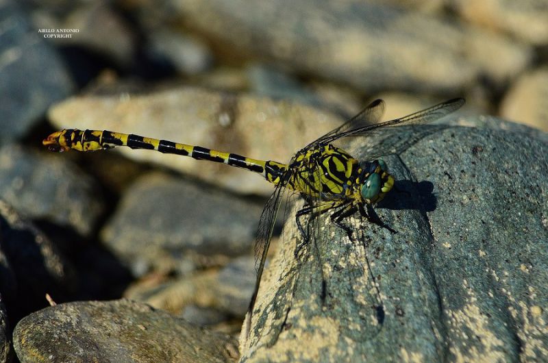 LIBELLULA 31 - Copia - Copia - Copia - Copia - Copia.jpg