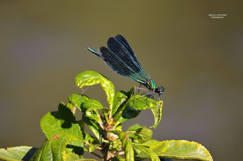 LIBELLULA 36 - Copia - Copia - Copia - Copia - Copia.jpg