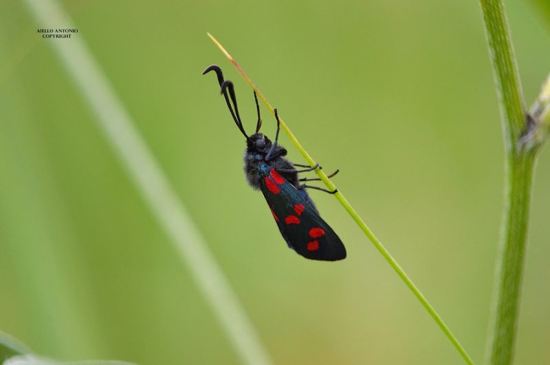 Zygaena lonicerae - Copia - Copia - Copia - Copia - Copia.jpg