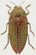 Stigmodera_sanguinolenta_Australia_Victoria_Inglewood_22-X-1979_25mm_grey.jpg