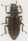 Hydrochus_Bosco_Acciarella_30-XII-2016_2,7mm_grey.jpg