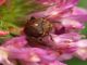 Curculionidae  17 Maggio 2010 048 Visualizzazione Posta elettronica - Rapida.jpg