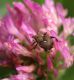 Curculionidae  17 Maggio 2010 042 Visualizzazione Posta elettronica - Rapida.jpg