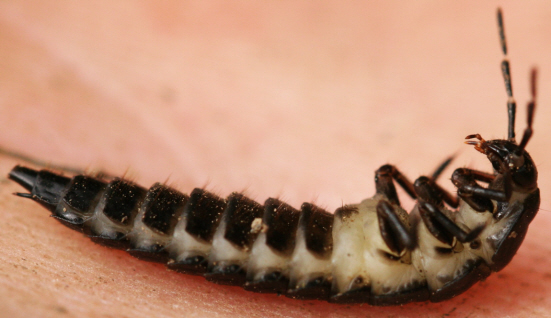 10 Carabus larvaesm.jpg