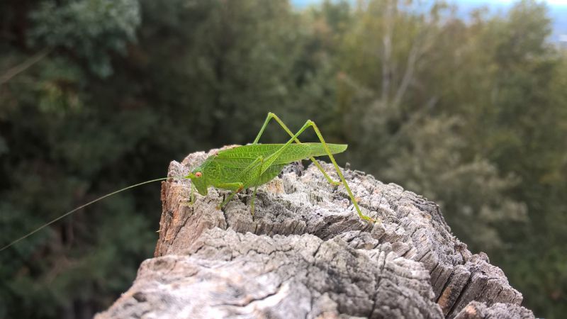 Tettigonidae, Phaneropteridae,  Asolo.jpg