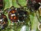 05 20080809cerreto132-1.jpg