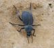 Tenebrionidae.jpg