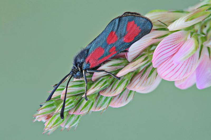 Zygaena_1024i.jpg