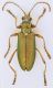 Donacia_clavipes_Sweden_Vestergotland_Mariestad_Torso_Uferstreu_VIII_1996_9,5mm.jpg