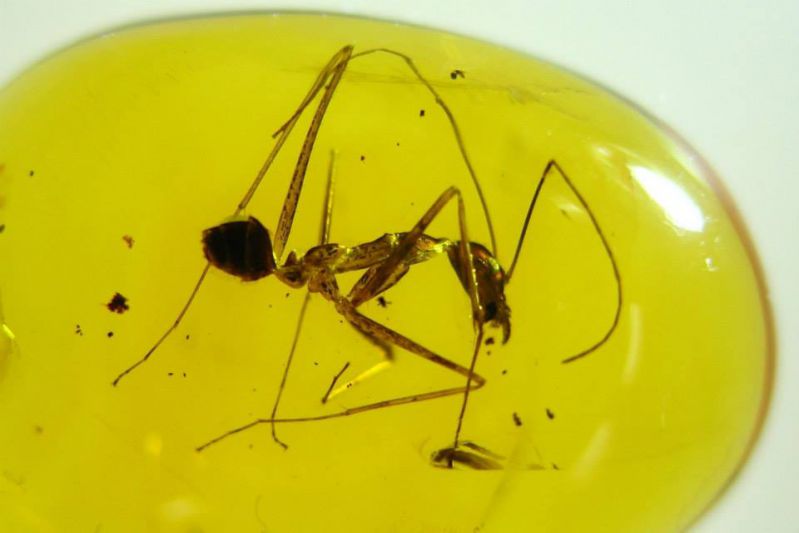 Leptomyrmex,_Dominican_amber.jpg