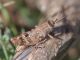 IMGP3601_Ghopper_sm.JPG
