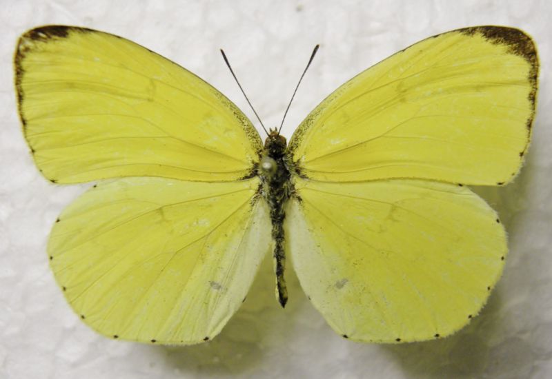 Eurema cina 003.JPG