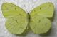 Eurema cina 002.JPG