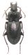 Pterostichus yvanii maschio 11mm.JPG