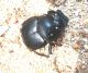 scarabeo dettaglio.JPG