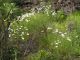 Argyranthemum_gracile_01.JPG