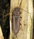 Arhopalus_pinetorum.JPG