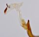 Otiorhynchus-cardiniger-endofallo-laterale.jpg