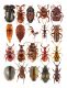 Myrmecophily in beetles.jpg