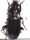 Pterostichus2.jpg