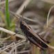 IMGP4179_Omocestus_rufipes_sm.JPG