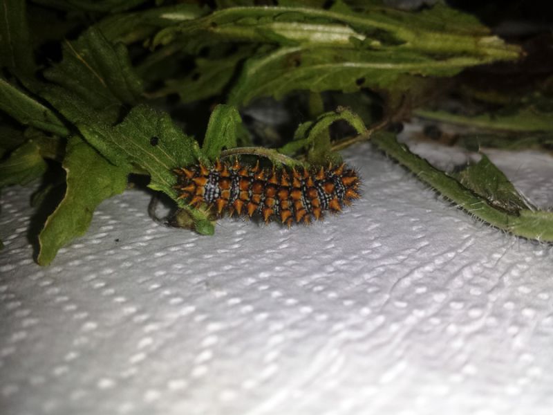 20160517 Melitaea didyma bruco Belpasso Mt San Leo Milia.jpg