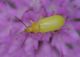 IMGP3572_YellowBeetle_sm.JPG