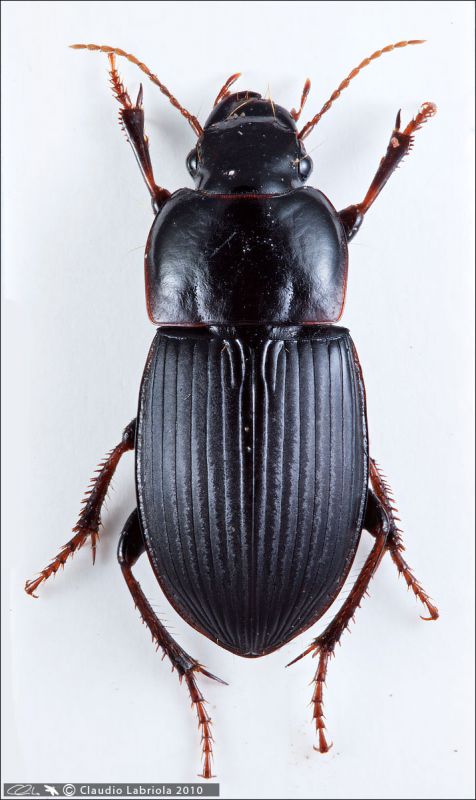 Harpalus.jpg