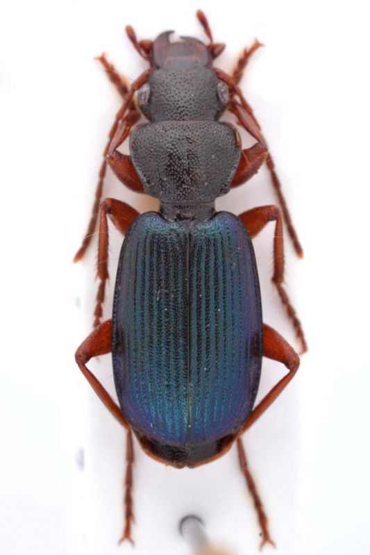 Lebanon_Carabidae.jpg