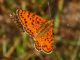 04 20090809busalla.jpg
