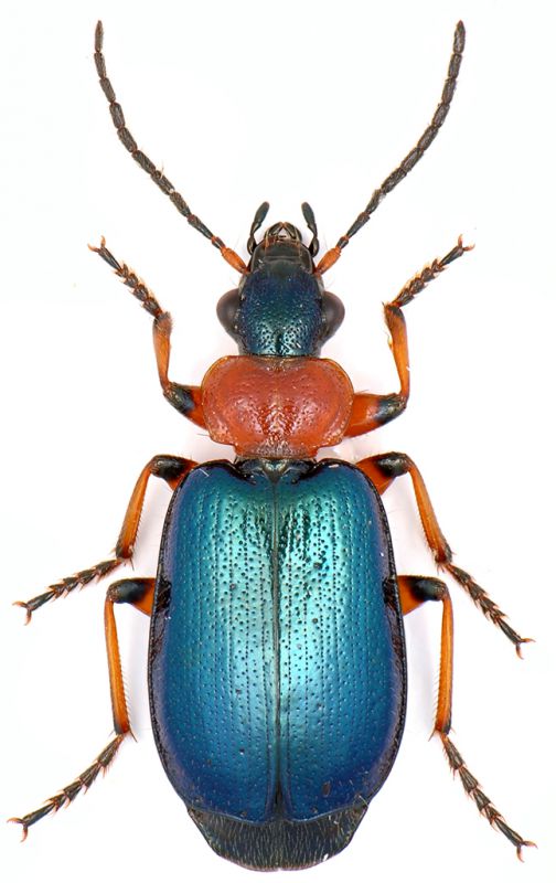 cf-Lebia.jpg