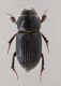 Ponticulus bariscercii 8 mm 03-02-2017 Ev2.jpg