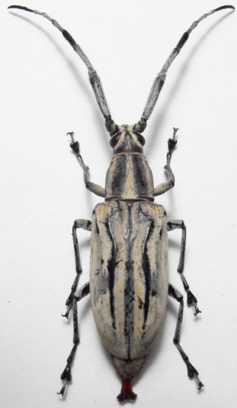 Anthribidae Papua 1.jpg