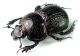 Odontotrypes 02.jpg